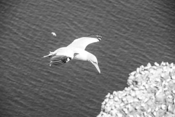 Close up of Flying Gliding Thermal Riding Large White Sea Bird Gannets with a huge wingspan over blue sky and ocean on English clifftops