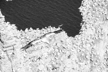 Close up of Flying Gliding Thermal Riding Large White Sea Bird Gannets with a huge wingspan over blue sky and ocean on English clifftops