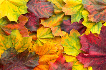 Naklejka na ściany i meble Flat lay with colorful maple leaves overlap. Autumn background. Vivid red, purple, orange, yellow foliage. Top view, copy space.