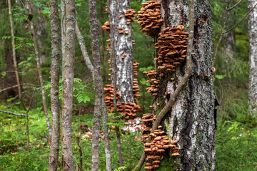 Honey mushrooms grow on a tree trunk. Edible mushrooms in the forest. High quality photo