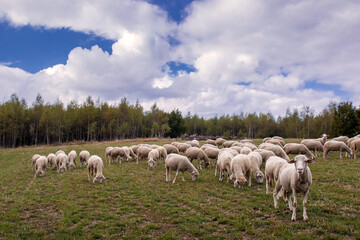Sheep flock grazing outdoors. Vlasina lake, Eastern Serbia