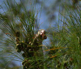 Obraz premium Common parakeet between the branches of australian pine with a small fruit in its beak