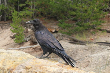 Raven perched on stone wall