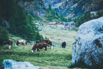Mucche al pascolo in montagna.