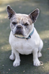 Fototapeta premium 2-Year-Old Blue Merle White Tan Pied French Bulldog Female Puppy Sitting and Slobbering. Off-leash dog park in Northern California.