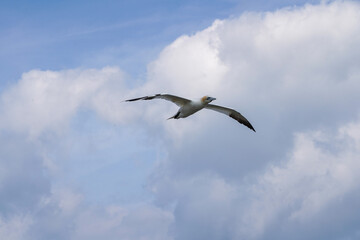 Close up of single White Gannet Flying, Large wingspan Sea-Bird, large nesting population of birds on cliff-face with blue sky and ocean. Birds Gliding, slope soaring with ridge lift and thermals.