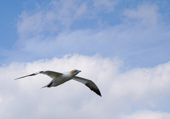 Fototapeta premium Close up of Flying Gliding Thermal Riding Large White Sea Bird Gannets with a huge wingspan over blue sky and ocean on English clifftops