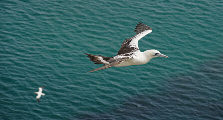 Close up of single White Gannet Flying, Large wingspan Sea-Bird, large nesting population of birds on cliff-face with blue sky and ocean. Birds Gliding, slope soaring with ridge lift and thermals.
