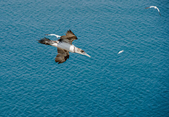 Close up of single White Gannet Flying, Large wingspan Sea-Bird, large nesting population of birds on cliff-face with blue sky and ocean. Birds Gliding, slope soaring with ridge lift and thermals.