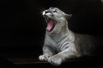 A slender puma female lies and funny and scary opens her mouth as if she growls or wants to eat...