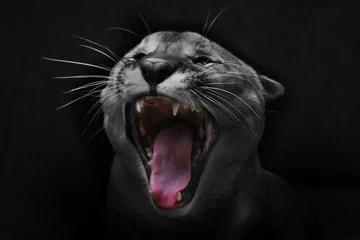 Poster The cry of the cat. The head of a cougar is close-up with an open red mouth,  coat is discolored. © Mikhail Semenov