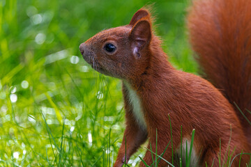 Portrait of an Eurasian Red Squirrel (Sciurus vulgaris)