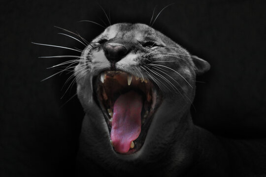 The cry of the cat. The head of a cougar is close-up with an open red mouth,  coat is discolored.