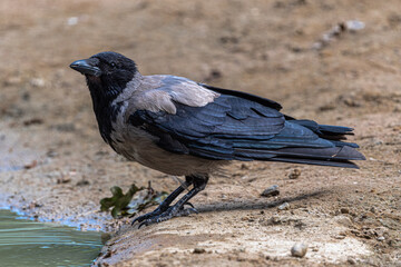 Carrion Crow (Corvus corone cornix)