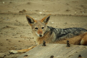 Black-backed jackal laying on the beach