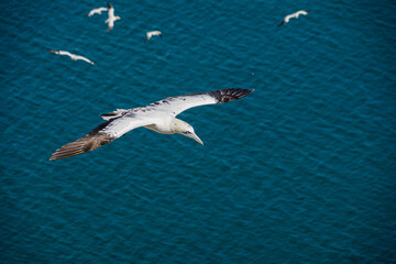 Close up of single Gannet Flying, Large wingspan White Sea-Bird, large nesting population of birds on cliff-face with blue sky and ocean. Birds Gliding, slope soaring with ridge lift and thermals.