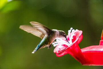 Hummingbird