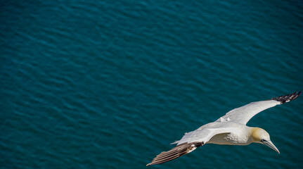 Close up of single Gannet Flying, Large wingspan White Sea-Bird, large nesting population of birds on cliff-face with blue sky and ocean. Birds Gliding, slope soaring with ridge lift and thermals.
