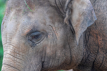 Portrait of an Asian Elephant (Elephas maximus)