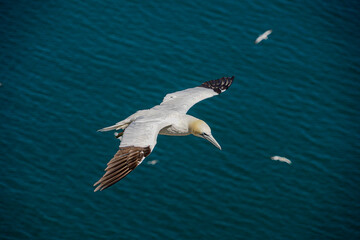 Close up of single Gannet Flying, Large wingspan White Sea-Bird, large nesting population of birds on cliff-face with blue sky and ocean. Birds Gliding, slope soaring with ridge lift and thermals.