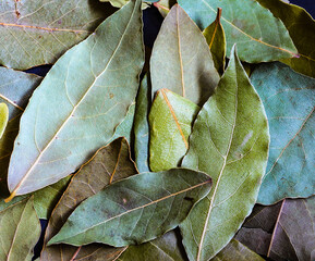 Dried green bay with textured background. Aromatic dried bay leaves texture background