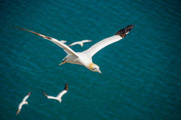 Close up of single Gannet Flying, Large wingspan White Sea-Bird, large nesting population of birds on cliff-face with blue sky and ocean. Birds Gliding, slope soaring with ridge lift and thermals.