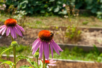 bumblebee collects pollen on a flower