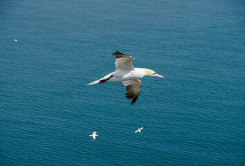 Fototapeta na wymiar Close up of single Gannet Flying, Large wingspan White Sea-Bird, large nesting population of birds on cliff-face with blue sky and ocean. Birds Gliding, slope soaring with ridge lift and thermals.
