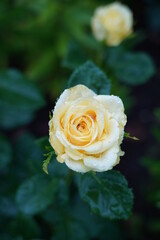 yellow rose