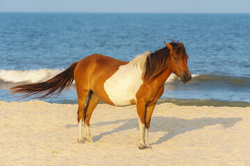 Wild horse on the beach, staring ahead with the wind blowing it's tail.