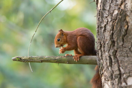 ardilla adorable comiendo en &aacute;rbol