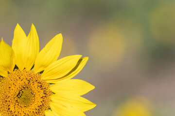 Front image of a yellow sunflower detail with blurred background and plenty of space for copy space.