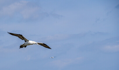 Obraz premium Close up of single Gannet Flying, Large wingspan White Sea-Bird, large nesting population of birds on cliff-face with blue sky and ocean. Birds Gliding, slope soaring with ridge lift and thermals.