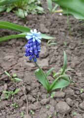 flower blue with bells blooming spring Grape hyacinth