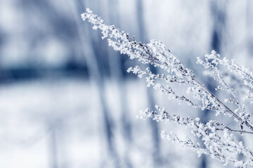 Dry branches of plants covered with snow and frost on a blurred background