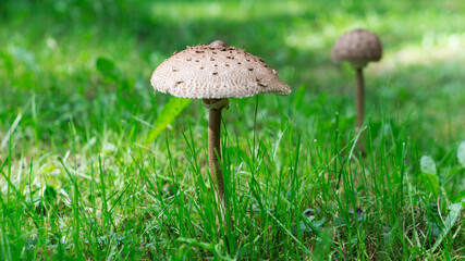 Parasol Mushroom surrounded by green grass