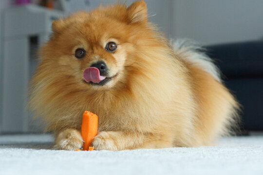 hund isst  gem&uuml;se