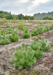 Planting of young pines.
