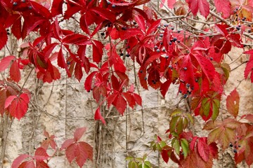 Colourful wild grapes with red leaves and small grapes on a stone wall background during autumn