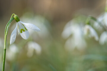 Obraz premium Common snowdrops (Galanthus nivalis). Light romantic and blurred background. Copy space.
