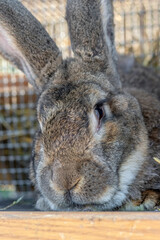 Big gray rabbit breed vander in a cage close up. Breeding rabbits on the farm