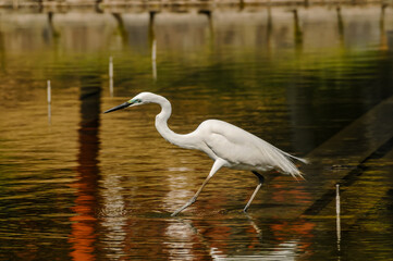 great blue heron ardea cinerea