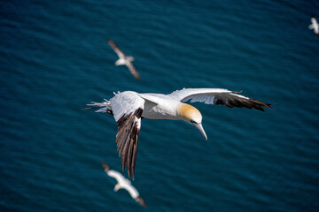 Fototapeta na wymiar Close up of Flying Large White Sea Bird Gannets Gliding, slope soaring and riding thermals and Ridge lift from cliff face updrafts