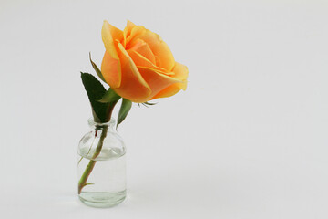 Orange colour rose in miniature glass bottle on white surface with copy space
