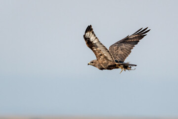 Obraz premium Bird in flight
