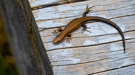 lizard on wood