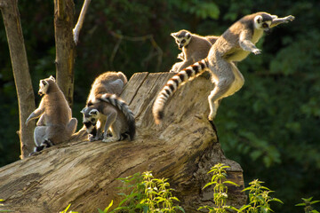 the lemur jumps, other lemurs sit on the tree © Paulina