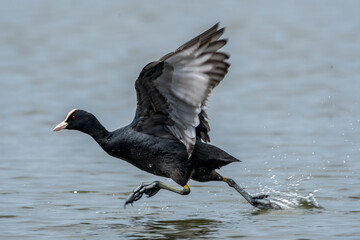 Bird play in the water