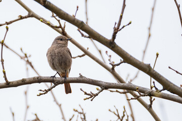A bird poses for a photo