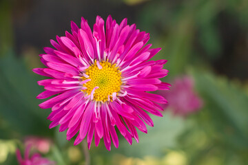 pink dahlia flower